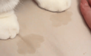 猫咪竟成“汗脚大侠”，床单留下神秘猫爪水印！