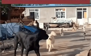 河北田园犬海外爆红，文化符号如何突破国际传播重围？