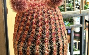 仙人球也能美翻天？湖北姑娘养出“小猫”造型，开花惊艳全网
