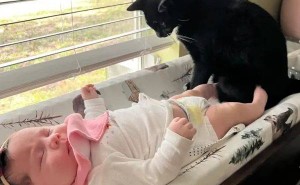 黑猫化身盲童守护天使，温馨日常感动万千网友！