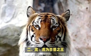 王者之风生肖盘点，哪些动物最具王者气质？