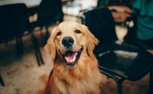 胆汁酸：犬猫健康的“隐形守护者”，疾病中它的变化你知道吗？
