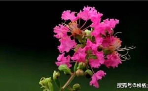 马克思主义与中华文化的融合：青年学子的治学新启示