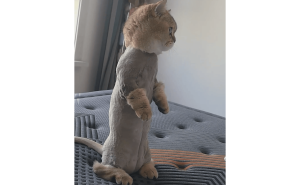 猫咪剃毛变身“小丑装”，网友笑称：这是要去讲段子吗？