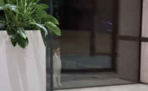 流浪大橘“暗恋”三花猫，主人急带绝育，网友支招：噶了后收养它！