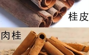 肉桂与桂皮：一字之差，风味与用途大相径庭，你分清了吗？