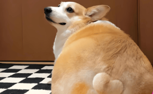 柯基犬剪尾巴：历史传承还是现代审美？