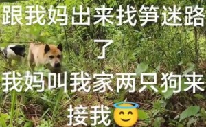 狗子：主人，你的操作让我一脸嫌弃，但还得默默配合