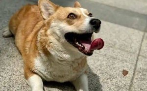 狗狗如何“嗅”知你归家？气味成为跨越物种的情感纽带！