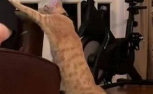 害羞橘猫“礼貌手”讨饭：饿了只会轻拍主人，太萌了！