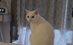 奇葩三花猫现身：白猫身竟藏三花尾，你见过吗？