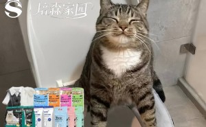 猫咪便秘怎么办？铲屎官必看的全面解决攻略！