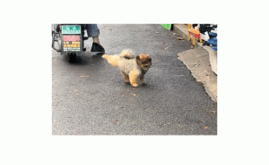小狗路上秀踢踏舞，萌翻路人成焦点！