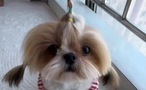 狗狗造型大反转！西施犬被爸爸带一周后，妈妈直呼：我的小王子呢？
