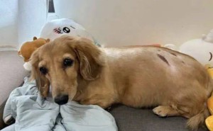 腊肠犬“黑糖”减肥拉“哭脸便便”，抗议主人：为啥不吃零食了？