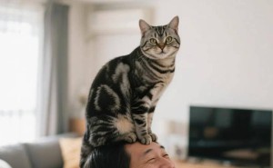 猫咪的冷淡，其实是深情的另一种诠释
