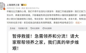 毕业季叠加奶猫潮，救援组织喊停！养猫前请三思，勿让遗弃成伤害