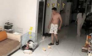 三岁娃半夜不睡抢狗窝，爸妈满屋找娃竟视而不见？