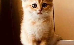 猫咪这些小动作，透露它对你满满的爱！你中了几条？