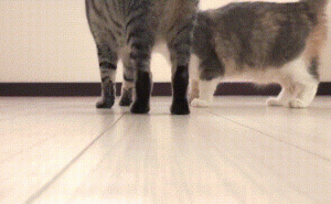 猫咪斗殴现场，家长如何变身“和平使者”调解大战？