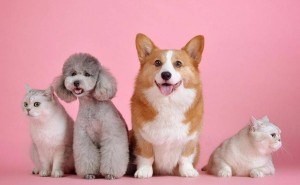 萌宠来袭！让孩子在养宠中学会责任与爱