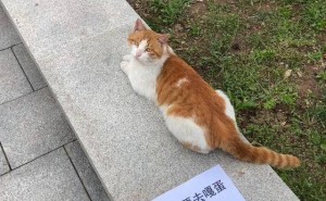猫咪“二毛”帮贴绝育告示，却浑然不知自己即将“失蛋”！