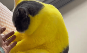 女子奇趣创意，姜黄粉染猫咪成“黄疸”风，网友直呼太逗了！