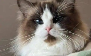猫咪的沉默守护：以笨拙之姿，诠释最纯粹的爱