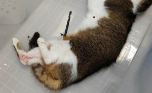 广州番禺频发弩箭伤流浪猫狗事件，小区居民愤怒报警