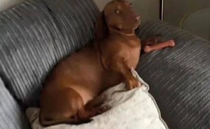 腊肠犬深夜偷吃淡菜，主人崩溃它却一脸满足：吃货本性暴露无遗！