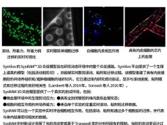SynBBB芯片：智能设备新动力，未来科技新篇章