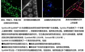 SynBBB芯片：智能设备新动力，未来科技新篇章