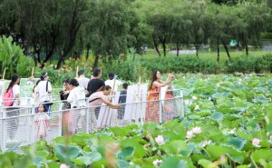 荷香乐韵，龙岗盛放！首届荷花赏与湖畔音乐季共绘多元文化画卷