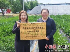 乌兰察布芍药鲜切花首出国门，集宁海关助力花卉产业绽放国际舞台