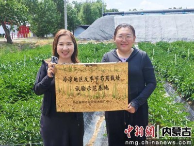 乌兰察布芍药鲜切花首出国门，集宁海关助力花卉产业绽放国际舞台