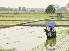 印美关税谈判遇阻，印度坚守农业乳制品红线底线