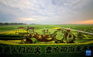 黑龙江“北大仓”：水稻田绘就壮美画卷