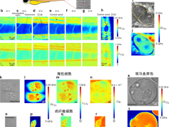 我國科研新突破：全球首臺高時空分辨布里淵顯微鏡研制成功