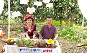 电信翼支付助力，广西晚熟芒果“云”销全国，乡村振兴添翼飞