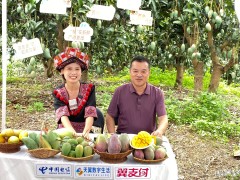 电信翼支付助力，广西晚熟芒果“云”销全国，乡村振兴添翼飞