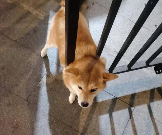 易被诱惑的狗狗