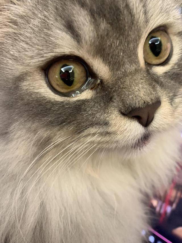 想念主人的猫咪