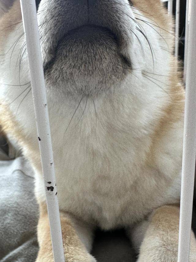 狗狗下巴胡须