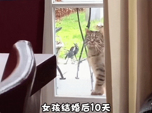 猫咪看望新娘