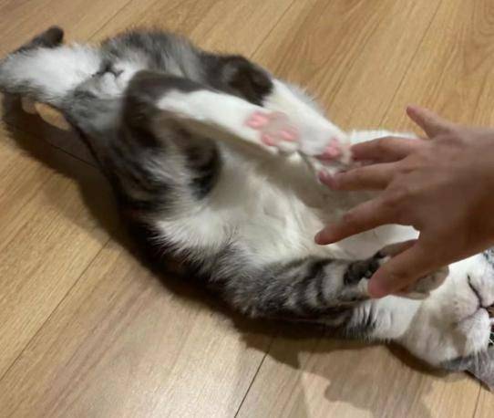 网友摸猫