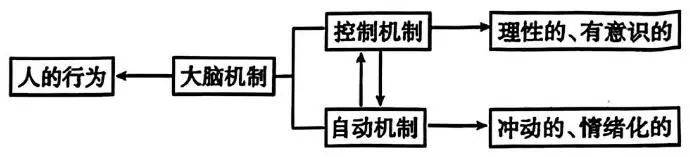 大脑机制示意图