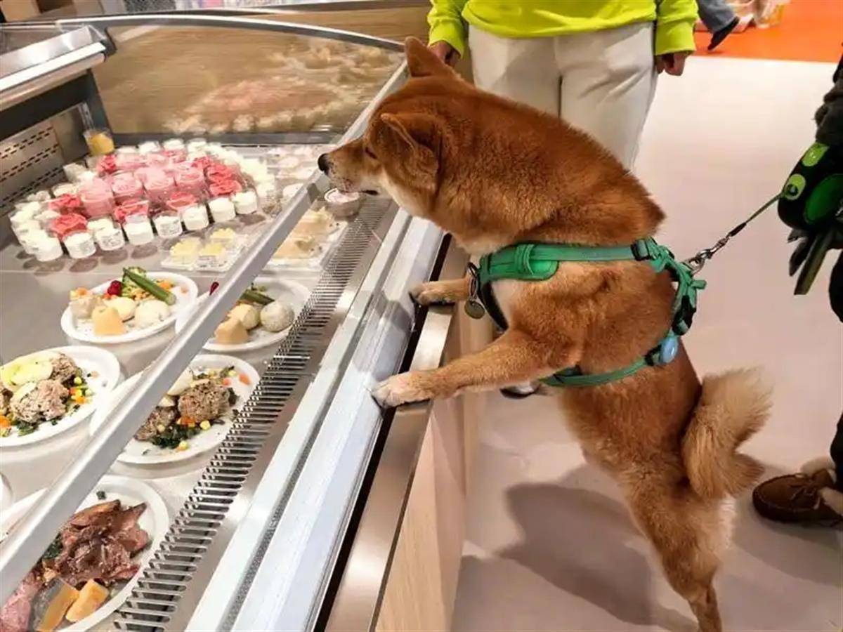 狗狗对搭配好的餐饮很有兴趣