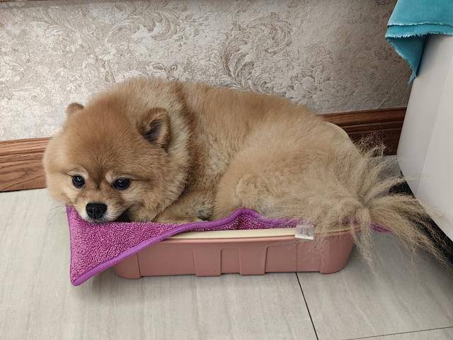 刘女士的博美犬