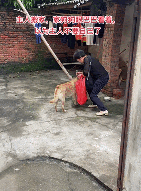 大黄委屈地看着主人