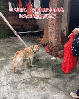 大黄落寞地看着行李被搬走
